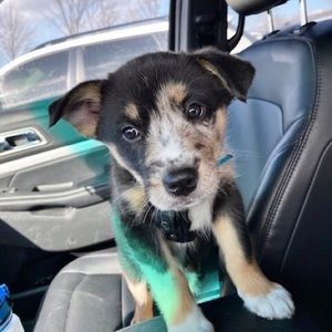 Meet your Posher, Jane